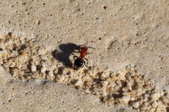 Cystomutilla ruficeps