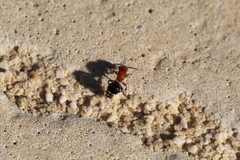 Cystomutilla ruficeps