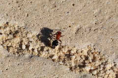 Cystomutilla ruficeps