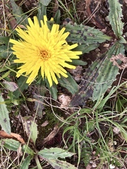 Hypochaeris sessiliflora