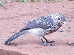 Melaenornis fischeri
