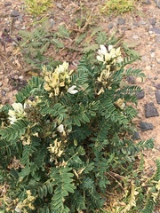 Astragalus garbancillo