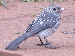 Melaenornis fischeri