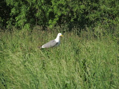 Larus