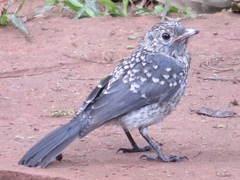 Melaenornis fischeri