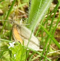 Coenonympha pamphilus