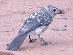 Melaenornis fischeri