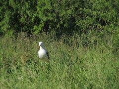 Larus
