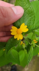 Millerieae