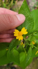 Millerieae