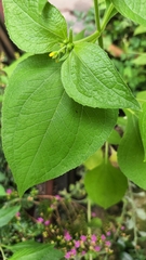 Millerieae