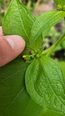 Millerieae