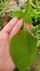 Millerieae