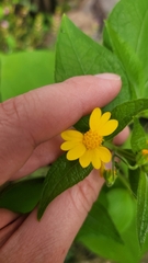Millerieae