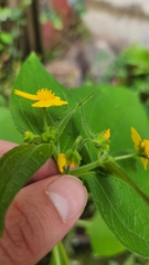 Millerieae