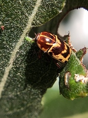 Cryptocephalus castaneus
