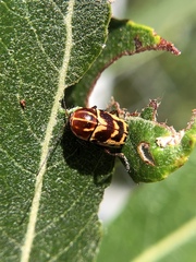 Cryptocephalus castaneus