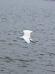 Egretta garzetta