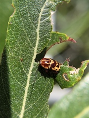 Cryptocephalus castaneus