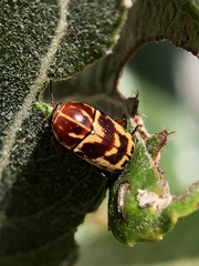 Cryptocephalus castaneus