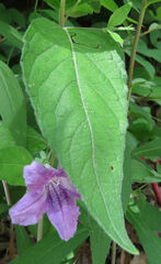 Ruellia pedunculata