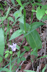Ruellia pedunculata