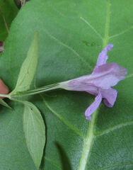 Ruellia pedunculata