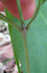 Ruellia pedunculata