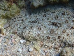 Pardachirus marmoratus