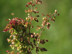 Rumex