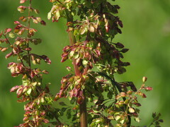 Rumex