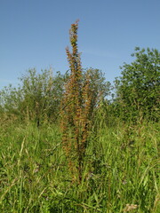 Rumex
