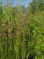 Poeae