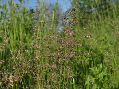 Poeae