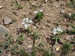 Ornithogalum montanum