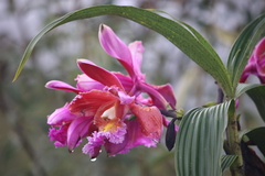 Sobralia dichotoma