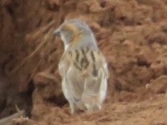 Passer rufocinctus