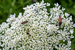 Pedostrangalia pubescens