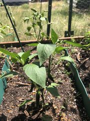 Capsicum annuum annuum
