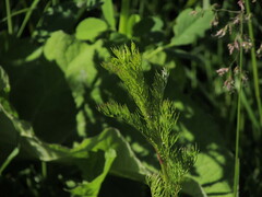 Tripleurospermum inodorum
