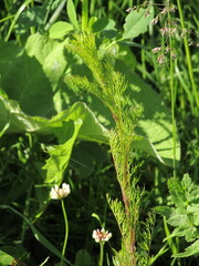 Tripleurospermum inodorum