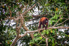 Alouatta