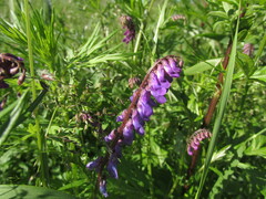 Vicia cracca