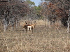 Alcelaphus buselaphus lichtensteinii