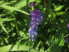 Vicia cracca