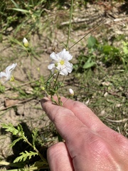 Gypsophila elegans