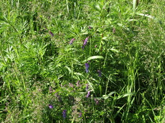 Vicia cracca