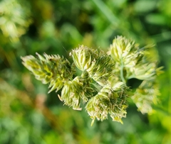 Dactylis glomerata