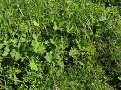 Alchemilla
