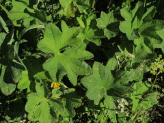 Alchemilla